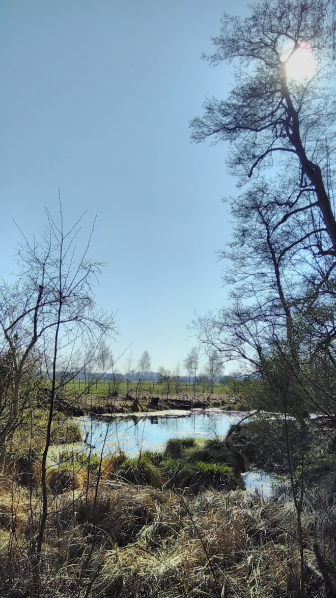 Der Grimmensee im Donauried