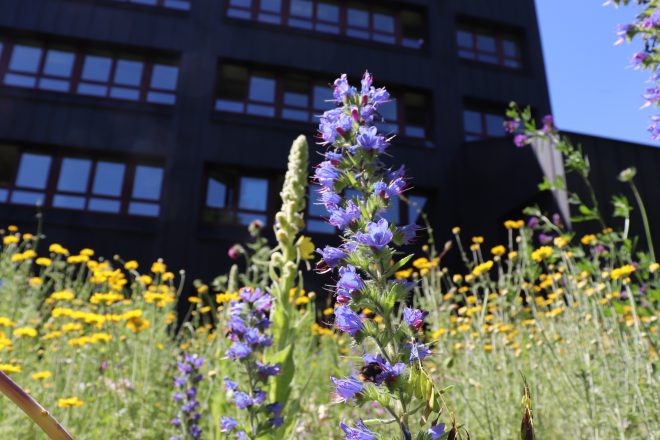 Blühende Wildblumenwiese im eigenen Garten