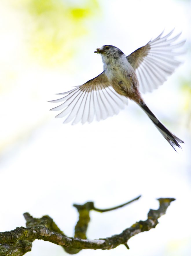Vogelparadies im eigenen Garten