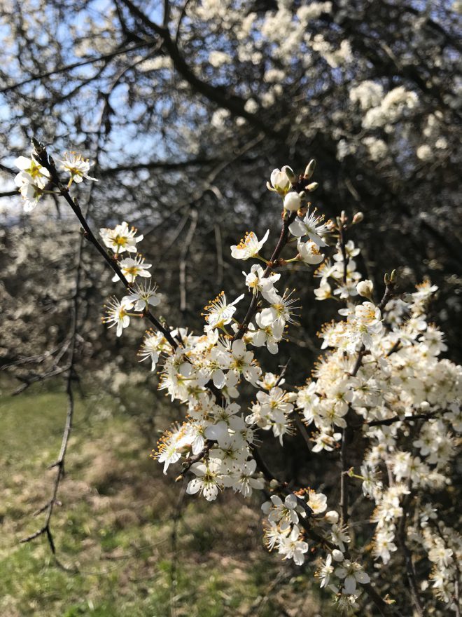Raus aus dem Haus, rein in den Wald!