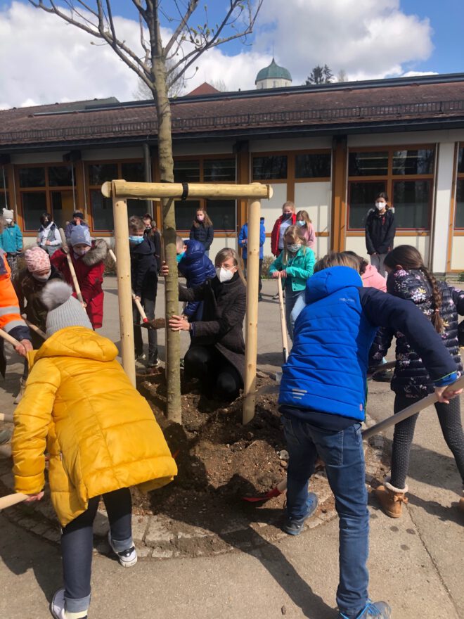 Neuer Baum für den Pausenhof der Grundschule Reutti