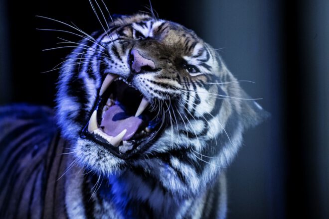 König der Tiger