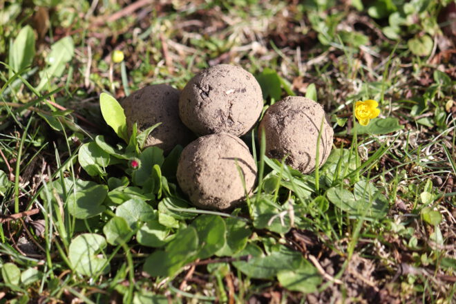 Samenbomben herstellen