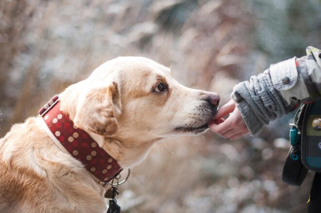 Der Hundehalter-Notruf
