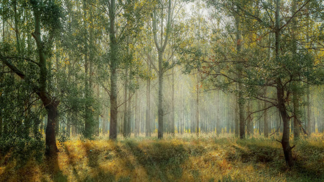Im Wald die Beziehung stärken