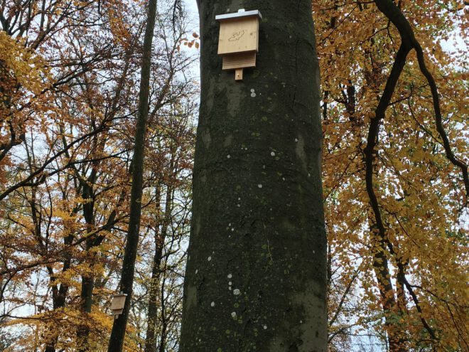 15 neue Fledermauskästen im Stadtpark Glacis