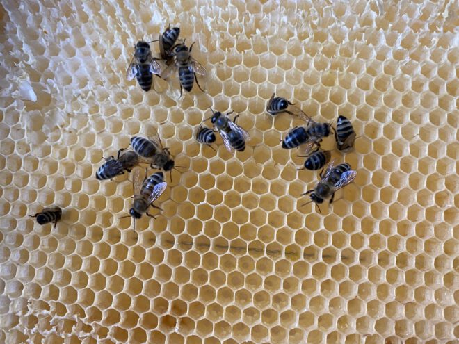Offene Wachswerkstatt im Bienenmuseum