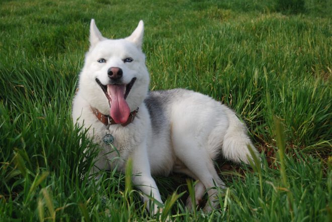 Husky Abenteuer-Tage 2024