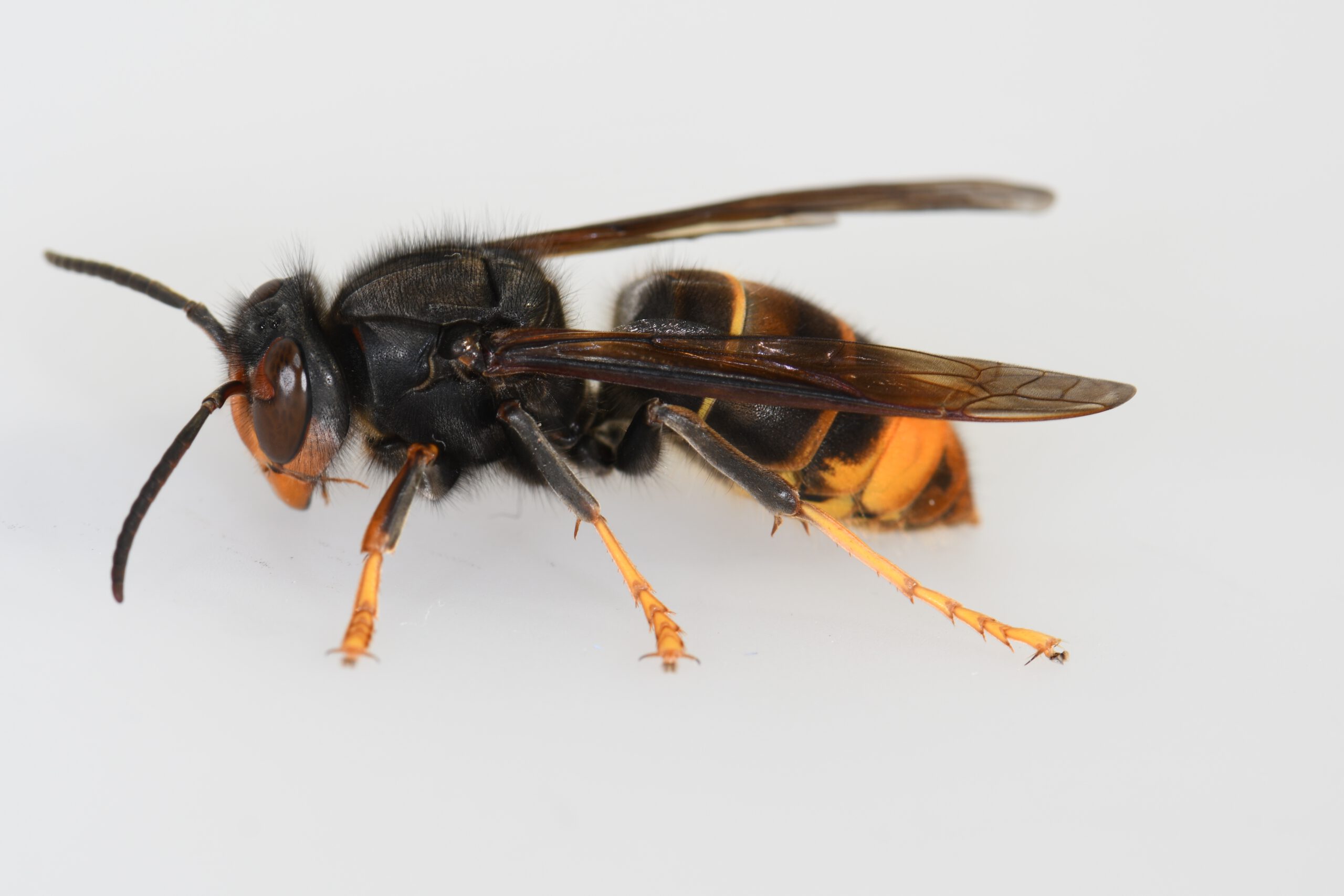 Asiatische Hornisse breitet sich aus