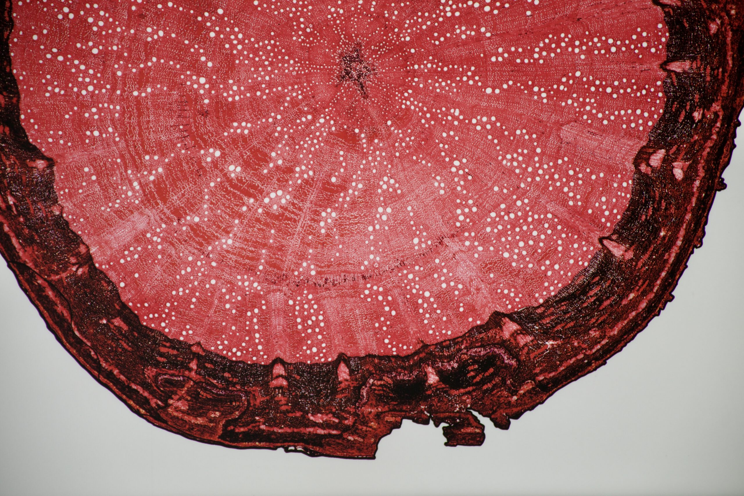 AUSSTELLUNG: Im Grunde verbunden. Plant connection.