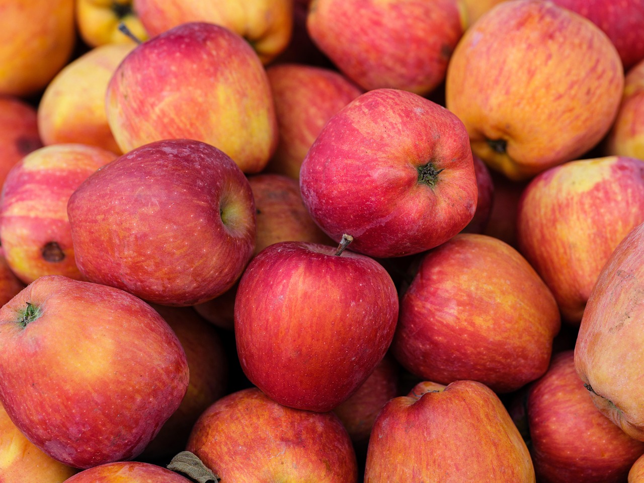 Apfelernte auf der Obstwiese