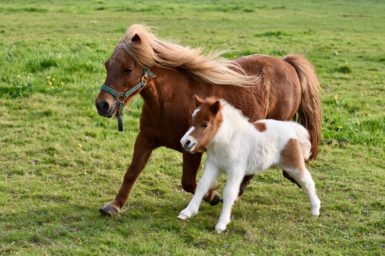 Pony-Tage