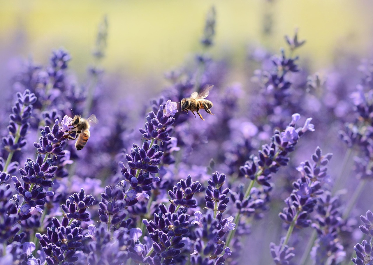 Becherlupenkurs – Insekten entdecken