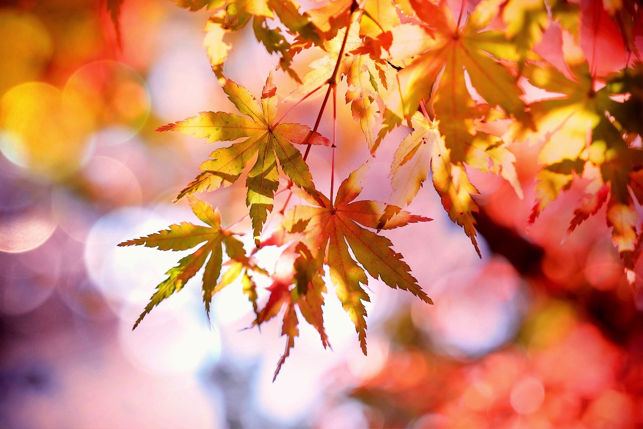 Familien-Umwelt-Nachmittag: Herbstzeit ist Erntezeit