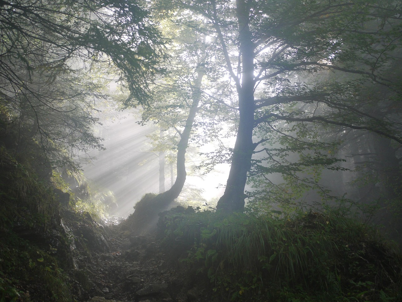KURS: Lasst uns das Leben im Wald entdecken