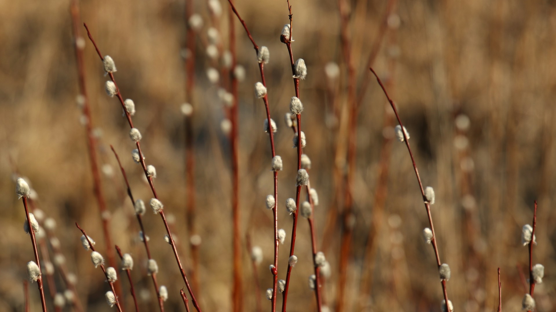 Palmbuschen selber binden