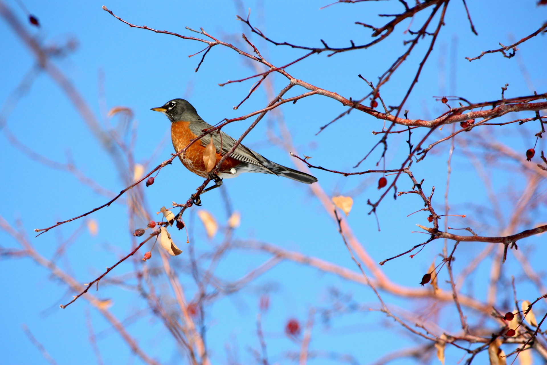 Familien-Umwelt-Nachmittag: Vögel als Frühlingsboten