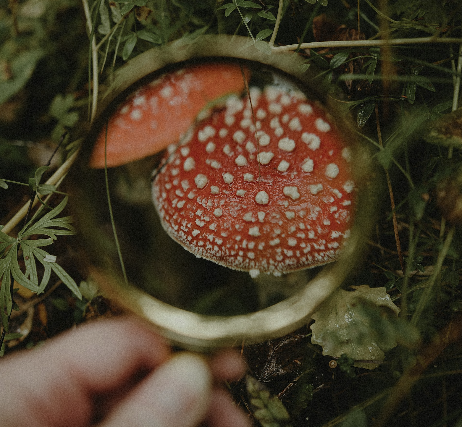 Pflanzen-Detektive unterwegs - Wer erkennt die 25 häufigsten Pflanzen?