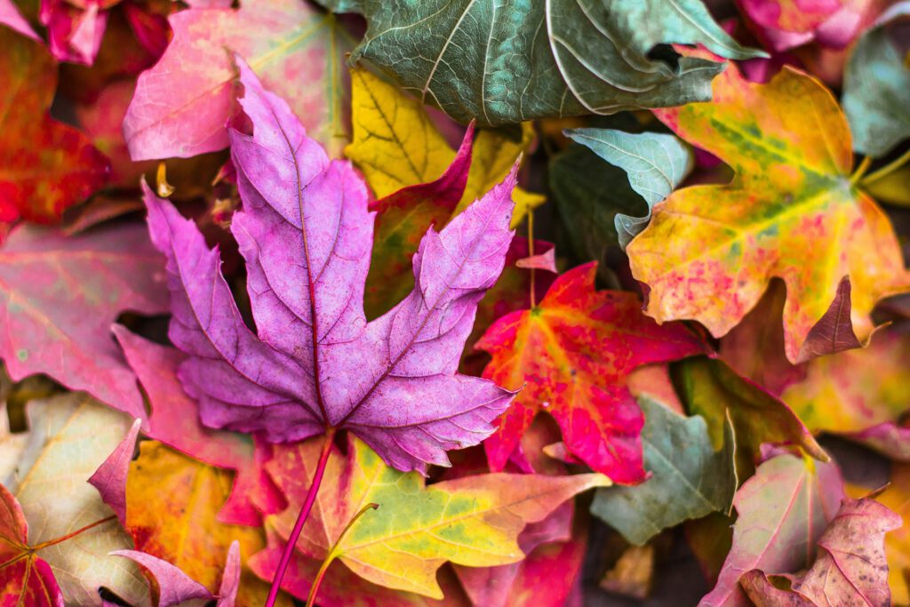 Gartenentdecker*innen – Herbstliches Wimmelbild