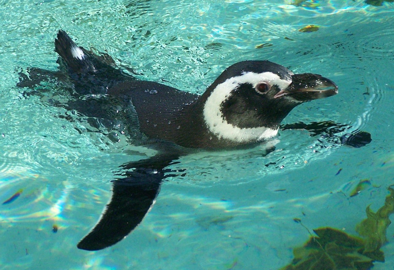 Welt-Pinguin-Tag im Zoo Augsburg