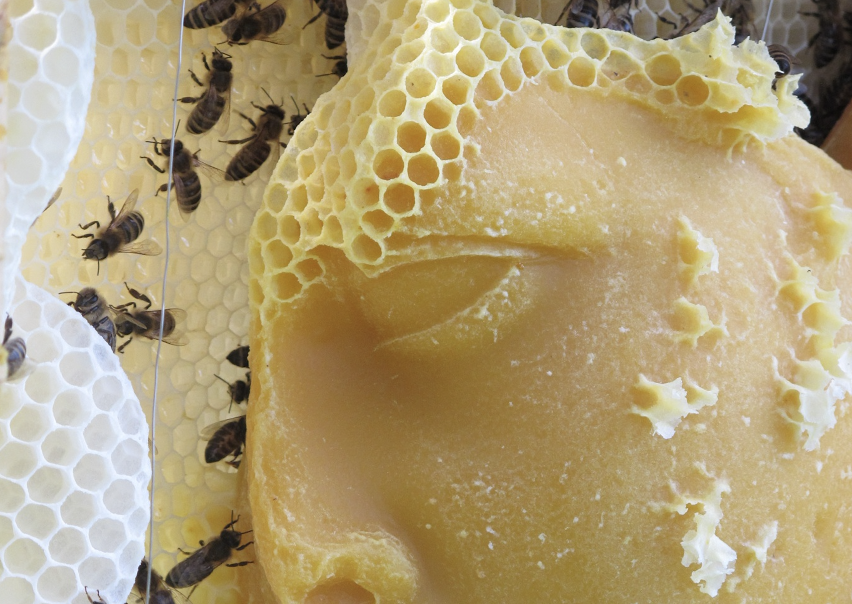 Workshop: Bienenwachskerzen selber machen
