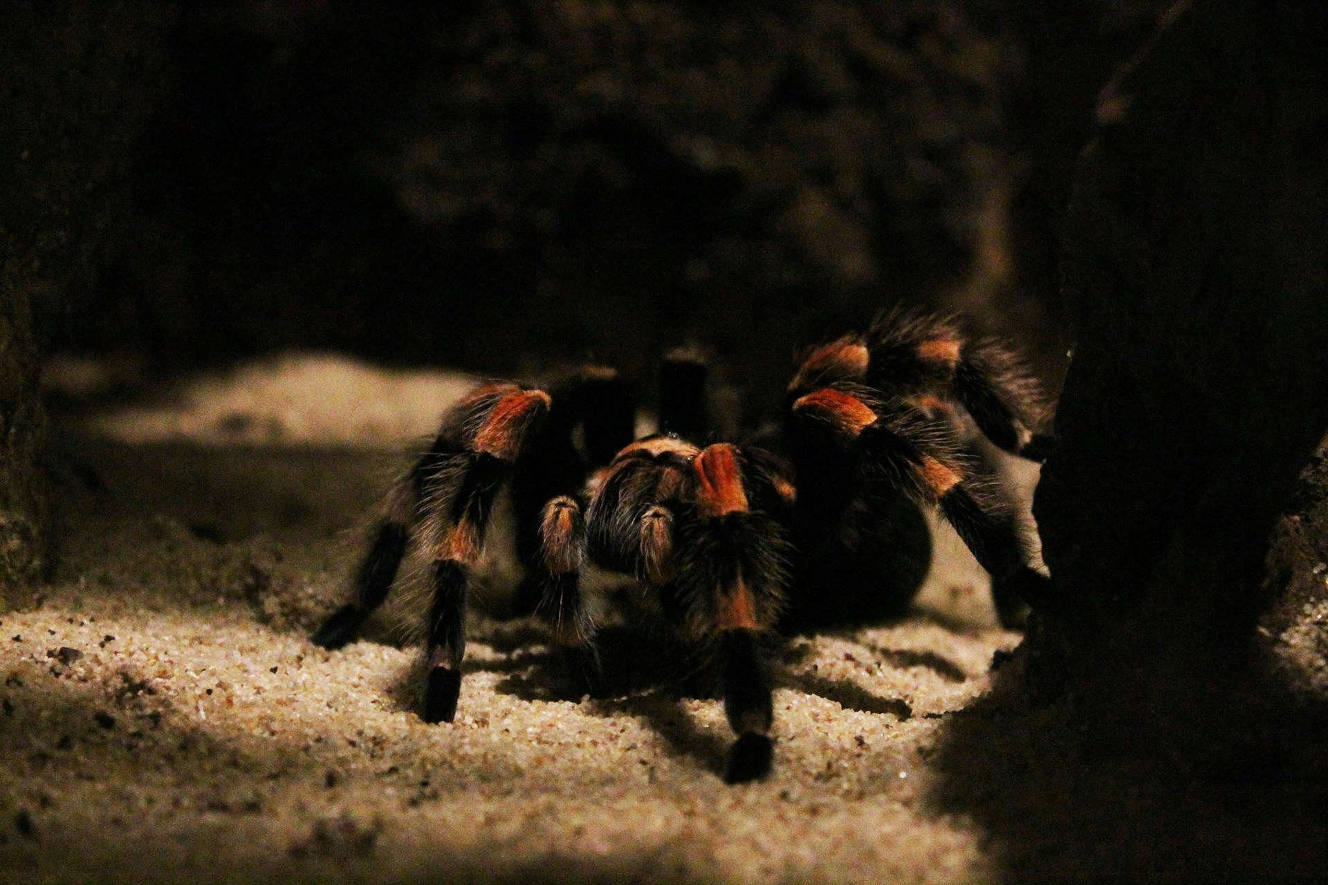 Arachnotopia - Vogelspinnen & Insektenausstellung