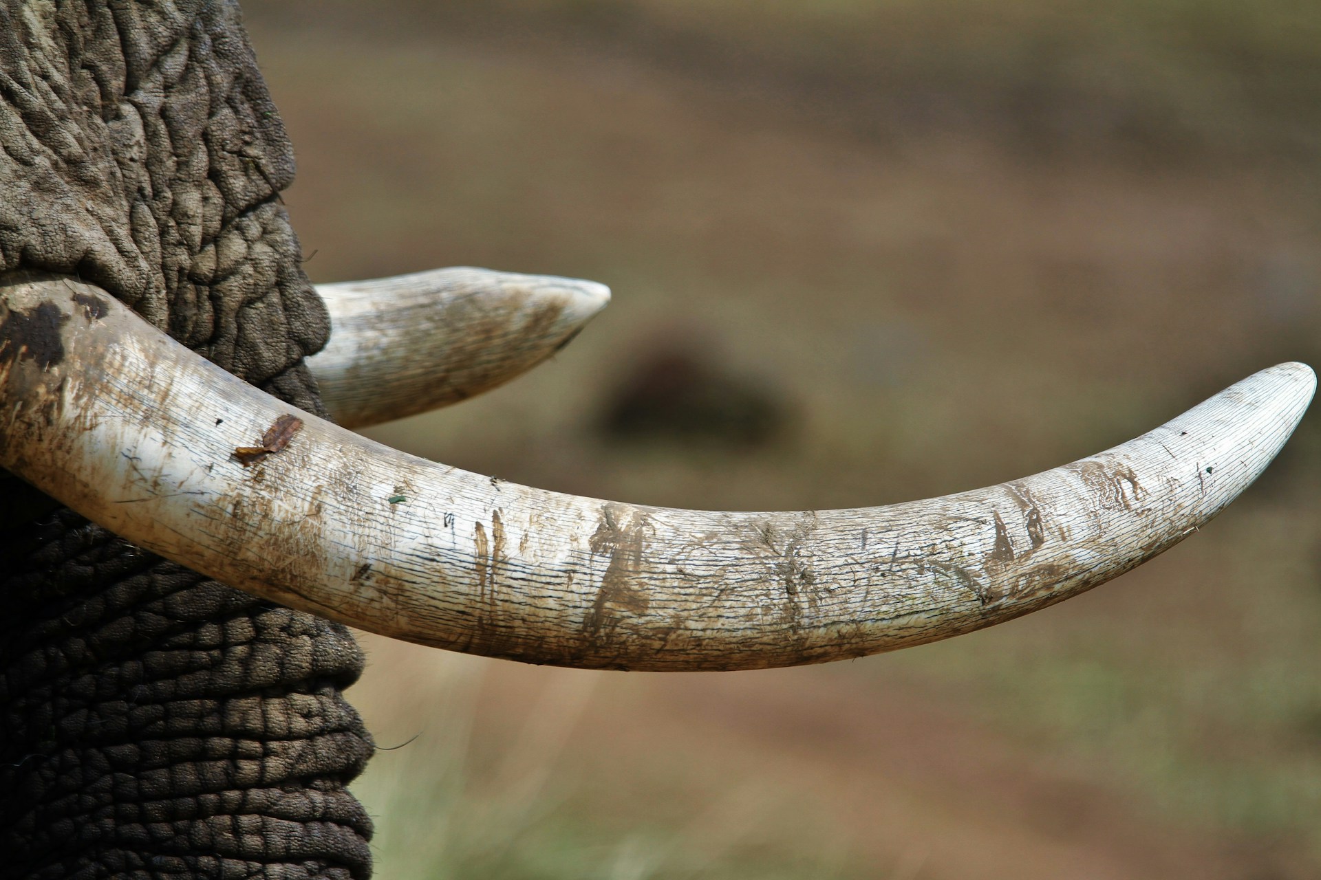 Workshop: Mammut-Elfenbein + edle Steine