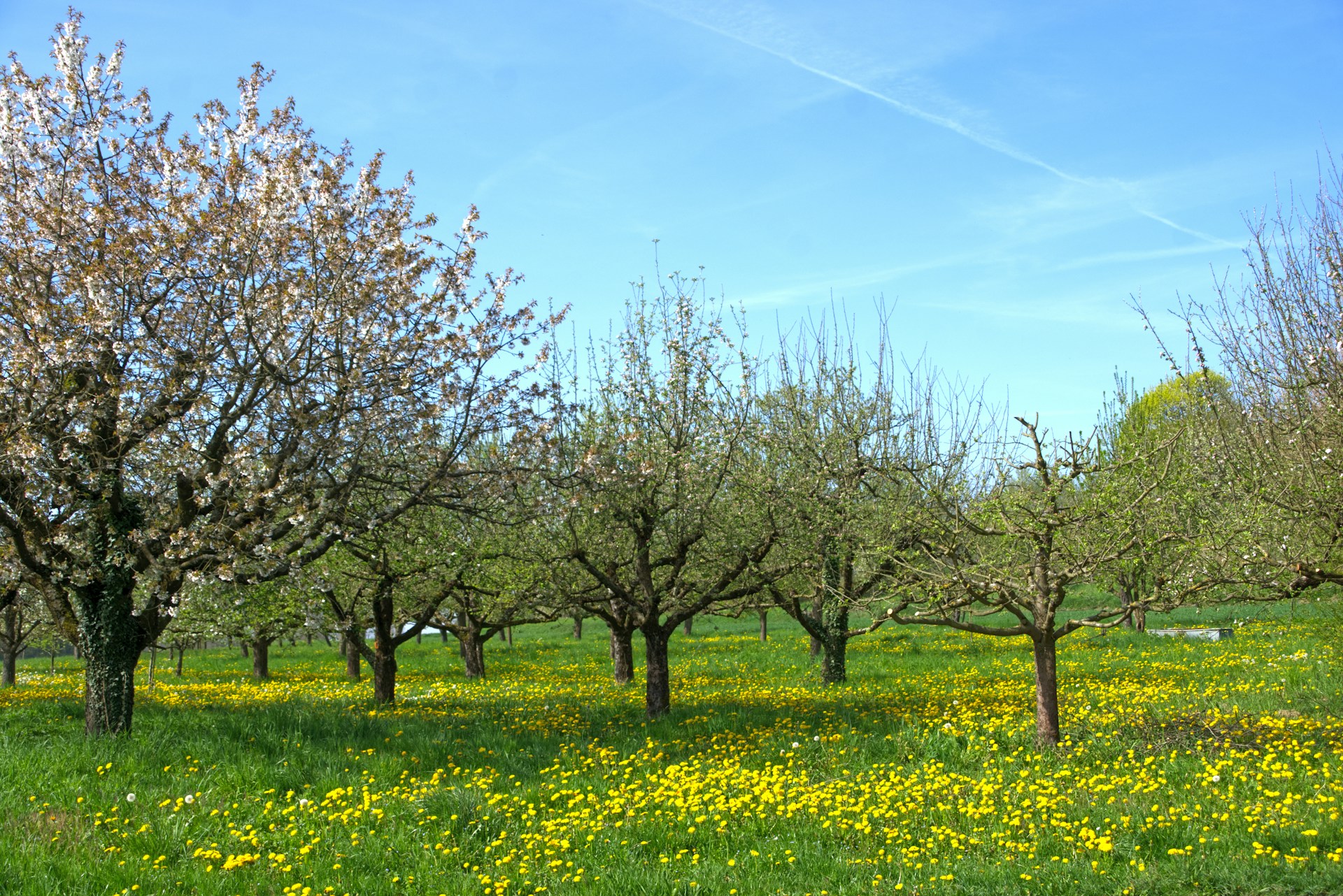 Familien-Umwelt-Nachmittag: Karl der Käfer auf der Obstwiese