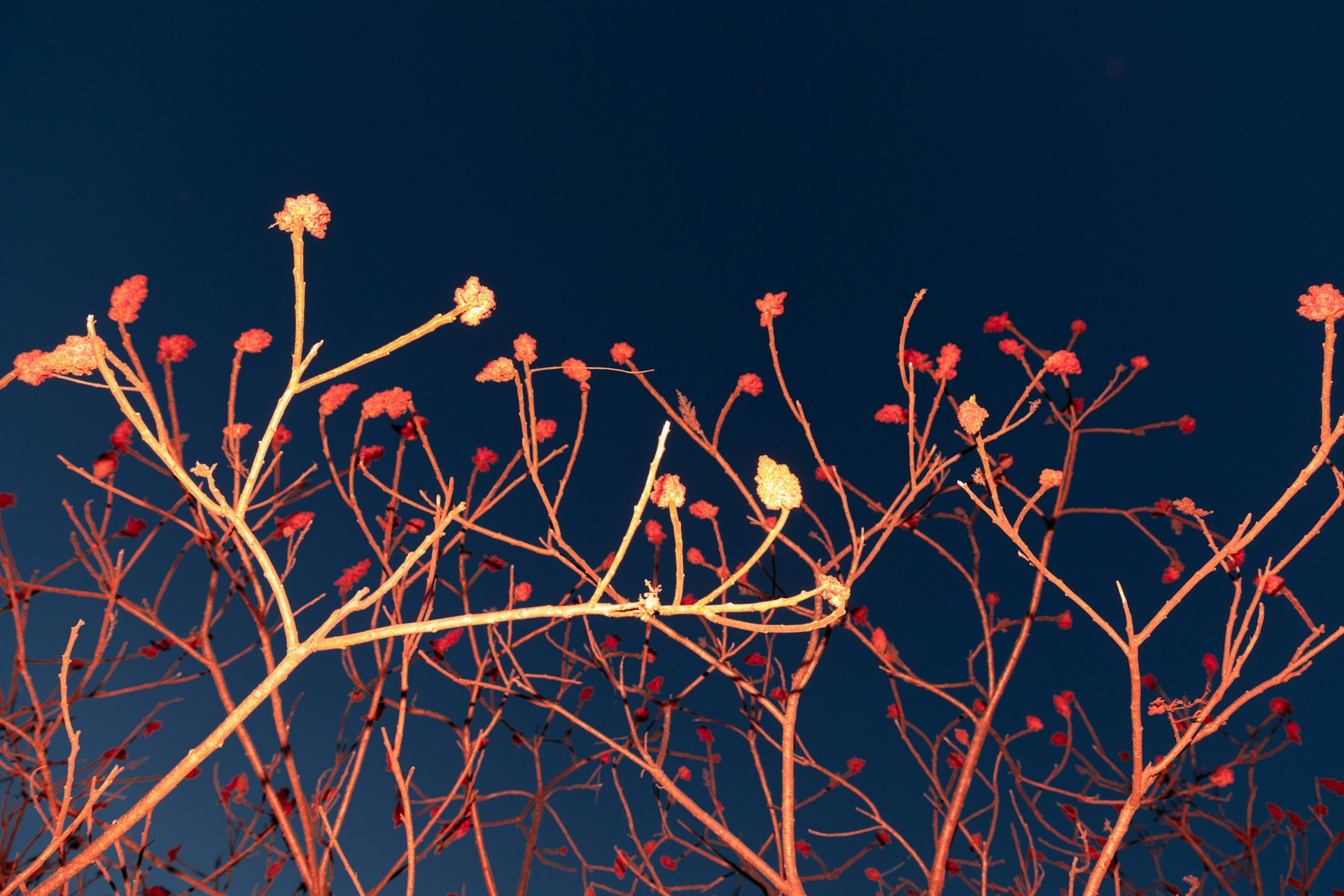 Nicht von dieser Welt … Flora galactica var. fictionalis